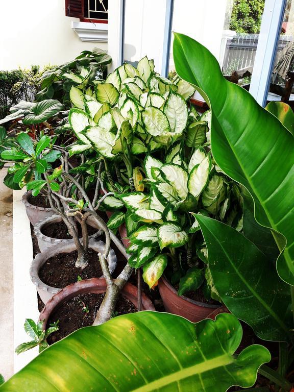 Phonepraseuth Guesthouse Luang Prabang Luaran gambar